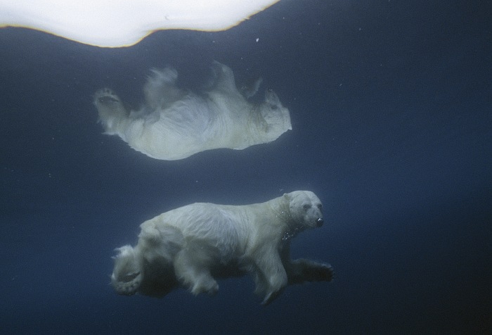 Its image mirrored in icy water, a polar bear swims submerged, dalla mostra Sous les glaces, steignent les espces di Paul Nicklen.  Paul Nicklen/National Geographic Creative.