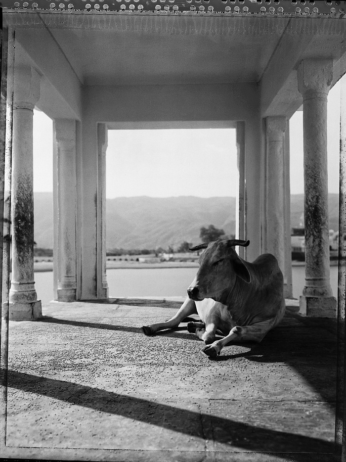 Carlo Bevilacqua (2008), Holy cow in Pushkar, Digital Fine Art print from Polaroid B/N on cotton paper 60x50cm, ed. 1/30. Courtesy Carlo Bevilacqua e Glenda Cinquegrana Art Consulting.