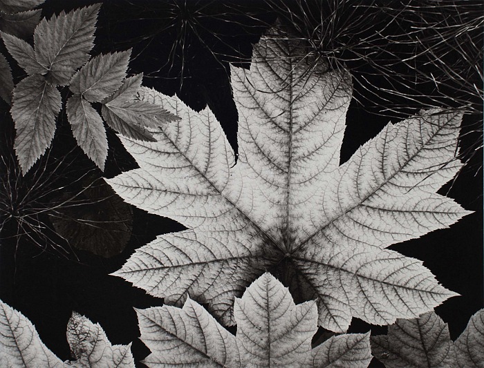 Ansel Adams, Leaves, Alaska, 1948.  credit stamp Adams Gallery authentication. Courtesy Photographica Fine Art Gallery