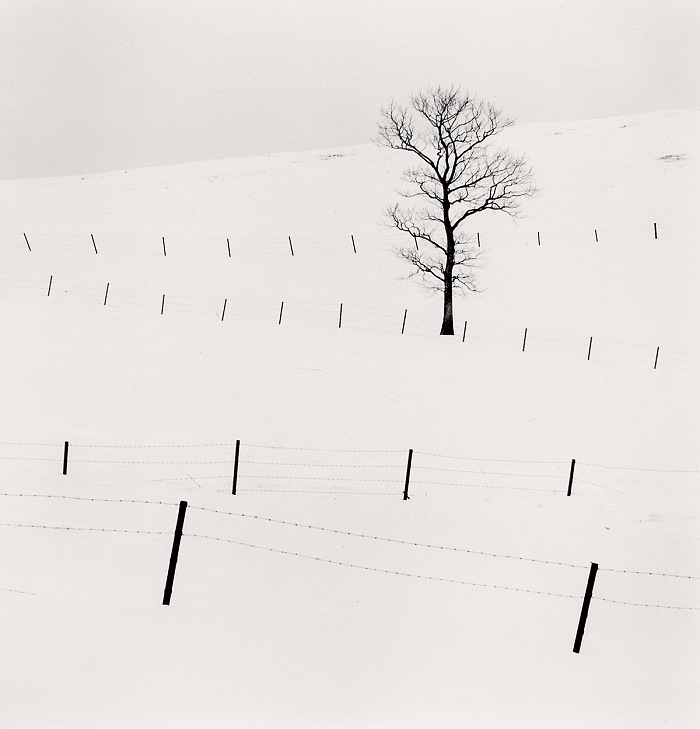 Michael Kenna, Tree and Twenty Eight Posts, 2013.  Micheal Kenna. Courtesy Galleria dell'Incisione