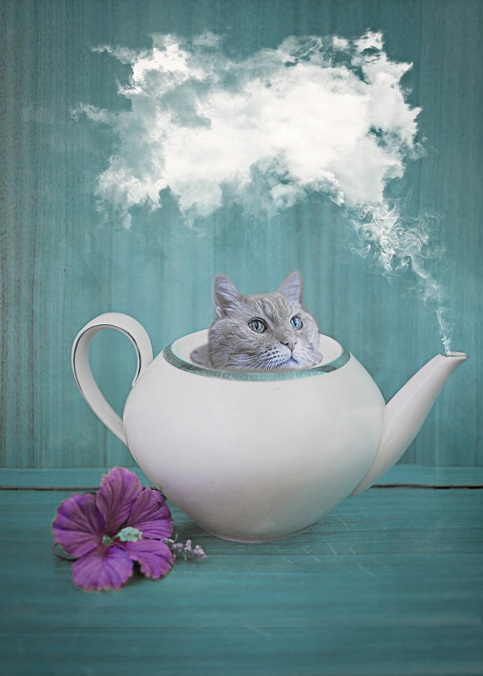 Cat Tea.  Erika Zolli