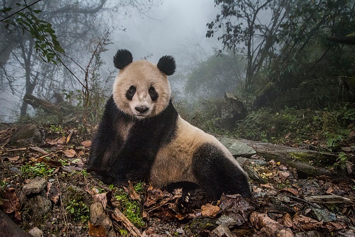 Ami Vitale, per National Geographic Magazine, I panda tornano selvatici, Natura - Secondo Premio, Storie 2016. Courtesy Galleria Carla Sozzani, Milano