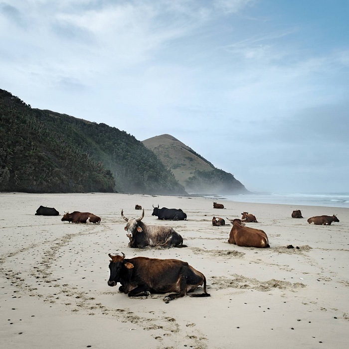 Daniel Naud, Troupeau de bovins appartenant  lethnie Xhosa sur une plage de Mgazi,  lest du Cap, en Afrique du Sud.  Daniel Naud