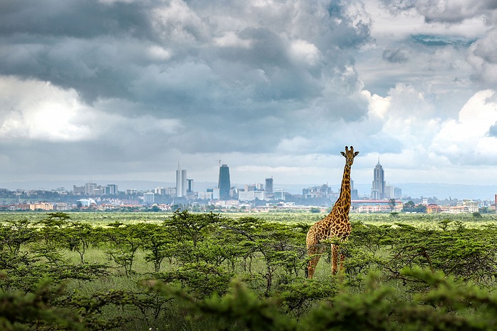 Paras Chandaria, Nairobi, la ville est une jungle.  Paras Chandaria
