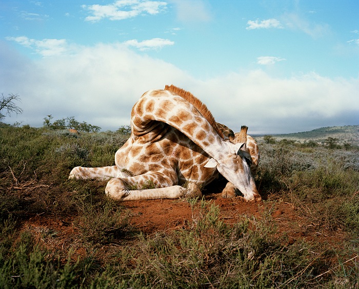 David Chancellor, Fallen giraffe, Somerset East, Eastern Cape, South Africa. Dalla serie Hunters.  David Chancellor