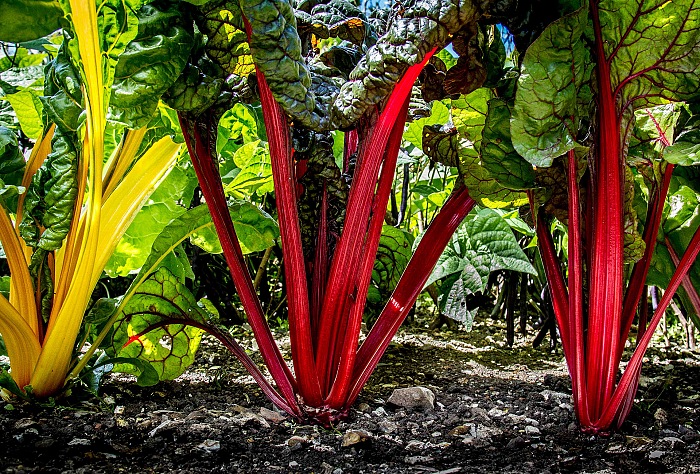 Sally Ann Stone, Swiss Chard Forset, vincitrice categoria Food in the field.  Sally Ann Stone.