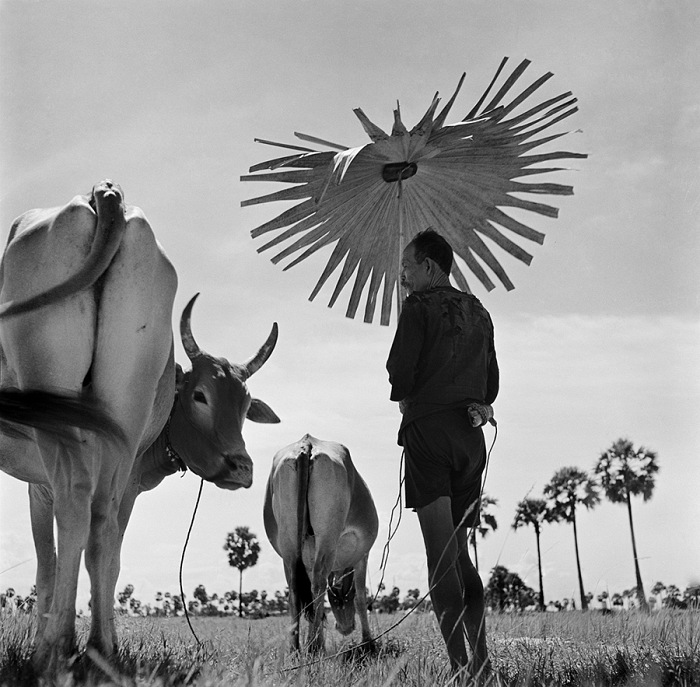 Werner Bischof, Farmer shading himself as he looks after his grazing cows, Cambodia, 1952.  Werner Bischof/Magnum Photos