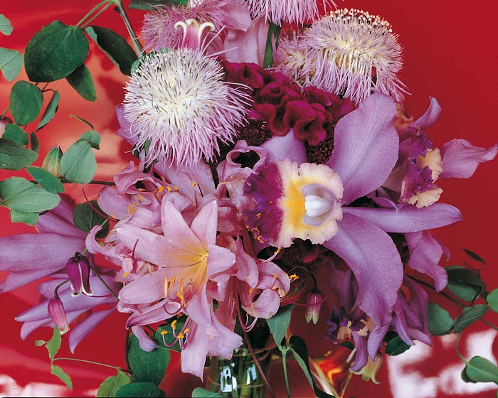 Nobuyoshi Araki, dalla serie Flowers.  Nobuyoshi Araki/Courtesy Fondazione Cassa di Risparmio di Modena