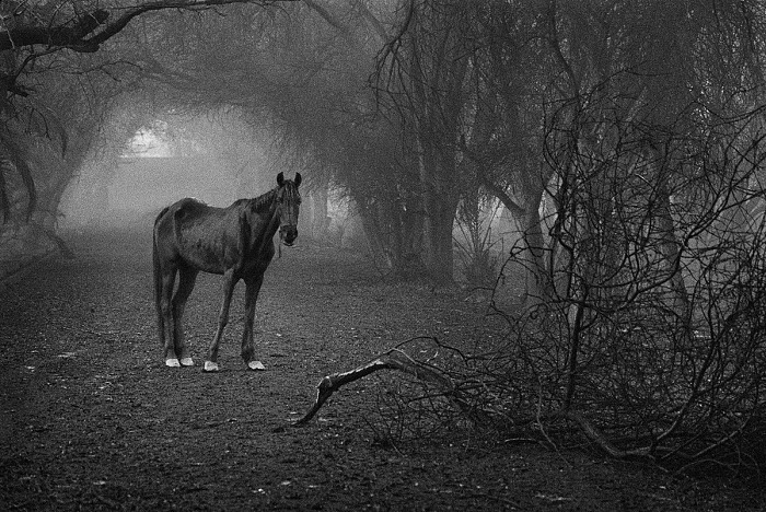 Sebastio Salgado, Un cavallo che apparteneva alla scuderia reale cerca erba in un bosco che prima era la sua casa. Kuwait, 1991.  Sebastio Salgado/Amazonas Images/Contrasto