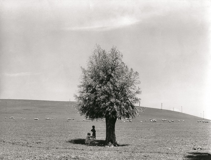 Fulvio Roiter, L'uomo e l'albero, 1950.  Archivio Storico Circolo Fotografico La Gondola Venezia