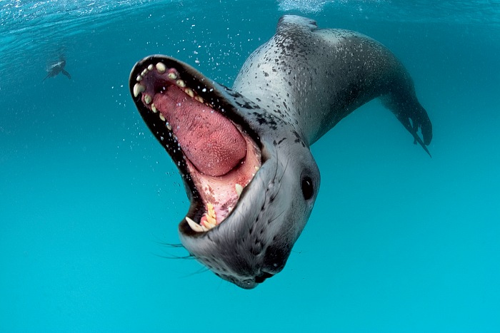 A leopard seal bares teeth in a threat display to protect her kill, from the exhibition Sous les glaces, steignent les espces by Paul Nicklen.  Paul Nicklen/National Geographic Creative.
