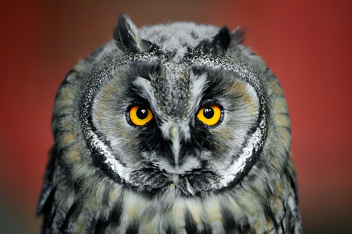Eurasian Eagle-Owl (Bubo bubo).  Massimiliano Sticca.