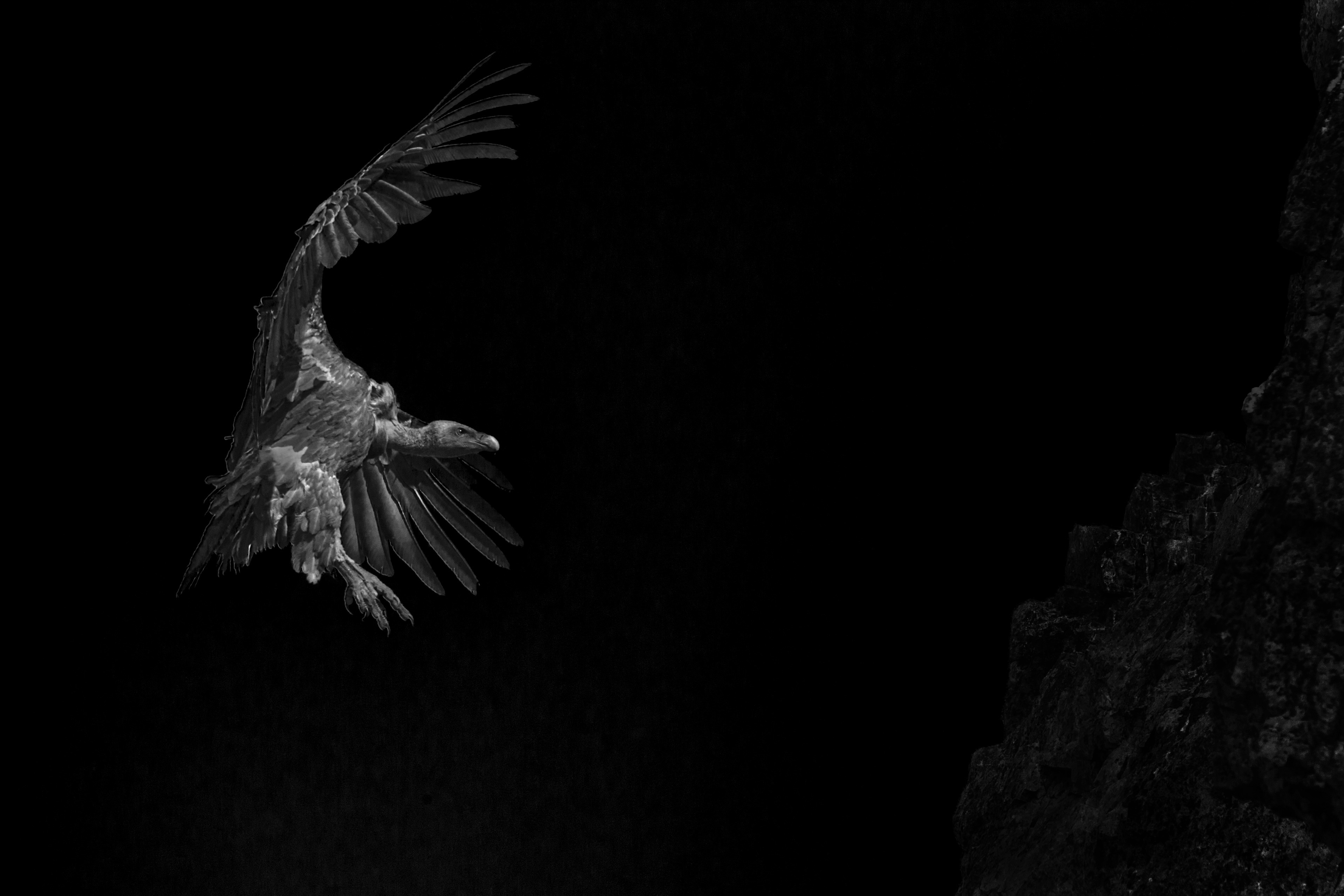 Avvoltoio, dalla mostra Black&Wild di Angelo Andreoni. © Angelo Andreoni.
