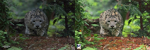 Preservare il colore in fotografia