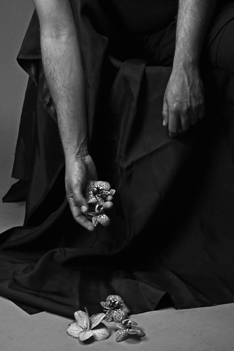 La seduzione dell'orchidea