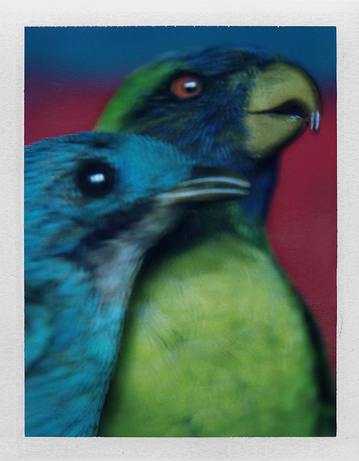 Sarah Moon, Cotinga du Prou et Trichoglossus du Timor, 2000.  Sarah Moon/Courtesy Fondazione Sozzani.