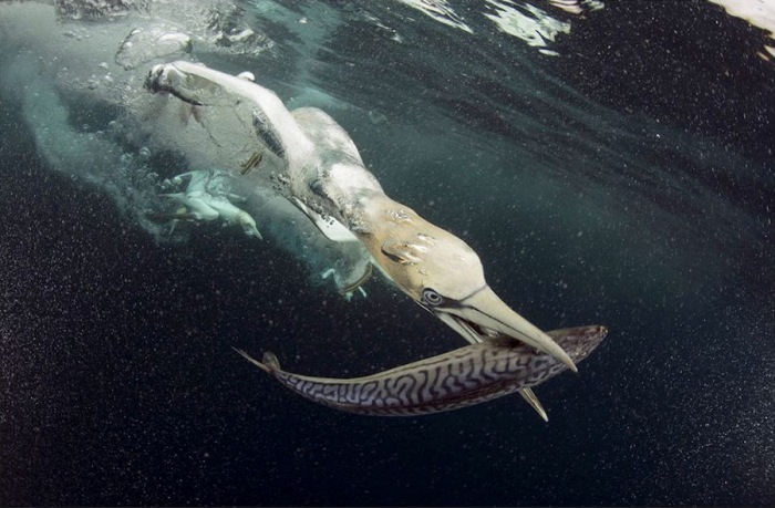  Felipe Foncueva (Spagna), miglior International Oasis Photographer 2015
