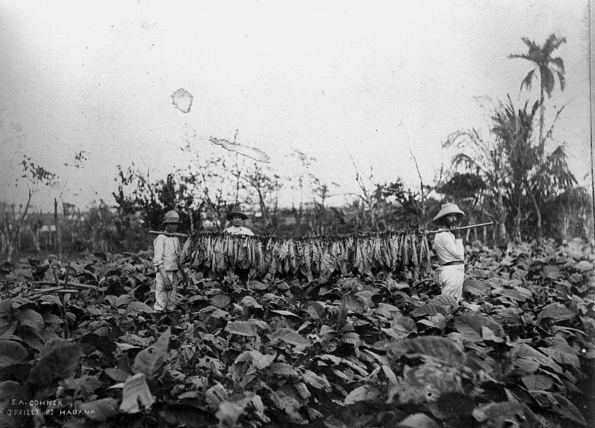 Samuel A. Cohner, Contadini durante il raccolto delle foglie di tabacco, 1890 circa.