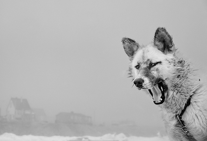 Ragnar Axelsson, Thule, Qaanaq, Greenland, 1987.  Ragnar Axelsson