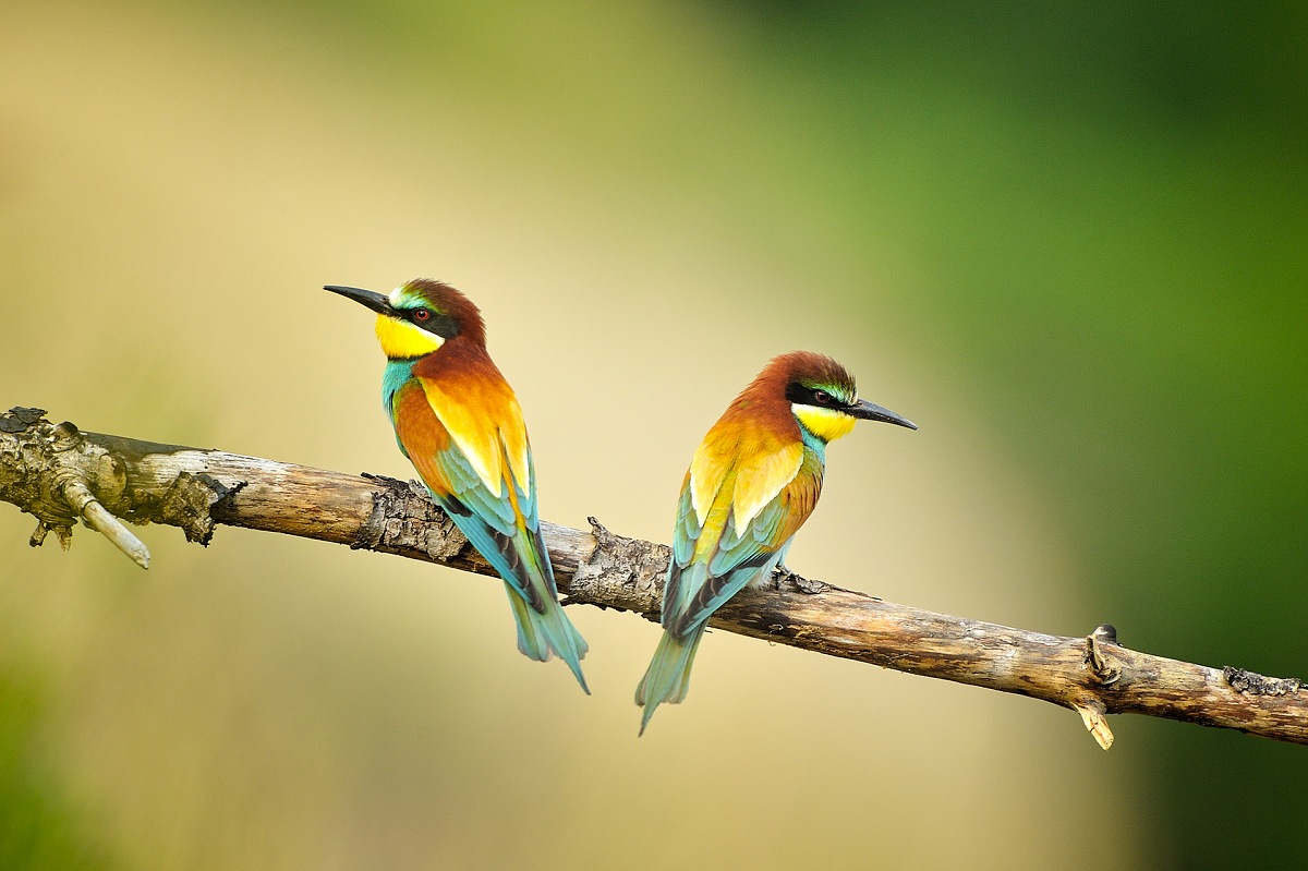 European Bee Eater (Merops Apiaster).  Massimiliano Sticca.