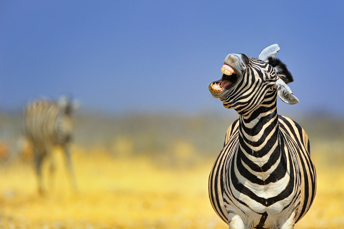 Plains Zebra (Equus Quagga).  Massimiliano Sticca.