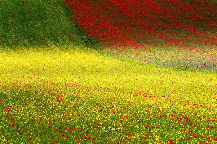  Francesco Russo, Italy, Shortlist, Open, Nature, 2017 Sony World Photography Awards