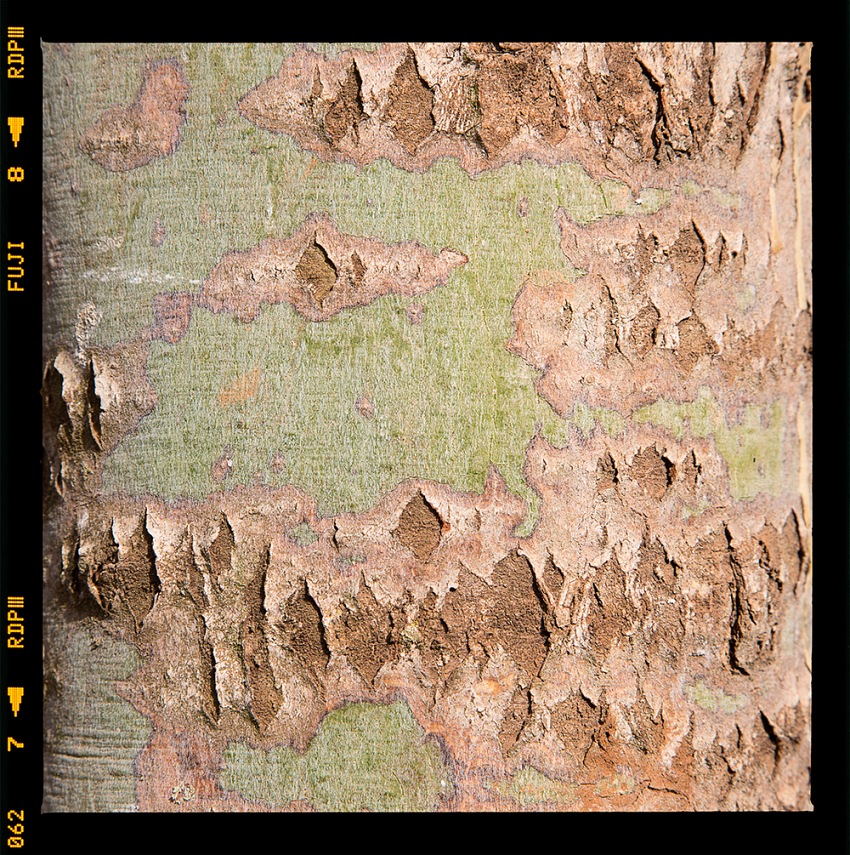 Alessandro Vicario, dalla serie <i>Mappe arboree</i>, Kenya Institute of Organic Farming (Kiof), Kenya.  Alessandro Vicario.