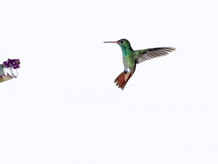 Sanna Kannisto, Act of Flying (12), 2006. C-print su alluminio 3mm,44x56 cm.  Sanna Kannisto. Courtesy Metronom