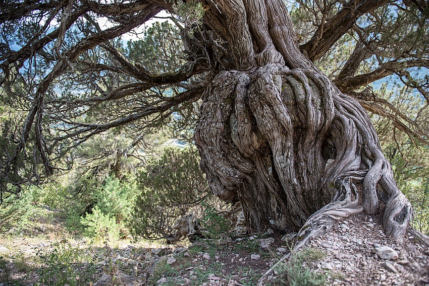 Giorgio Majno, La Mere di St. Crepin, dalla mostra I ghiacci di Niccol Aiazzi e gli alberi secolari di Giorgio Majno.  Giorgio Majno.