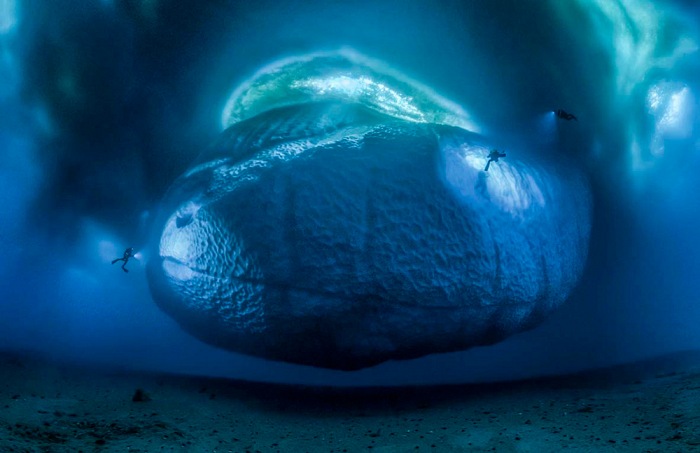 Laurent Ballesta, The ice monster.  Laurent Ballesta - Wildlife Photographer of the Year 2017
