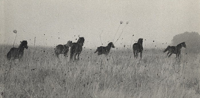 Ulisse Bezzi, Bassa ravennate, 1964.  Ulisse Bezzi