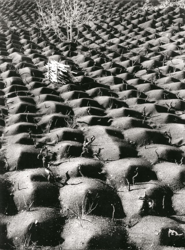 Fulvio Roiter, Coltivazione della vite, Etna, 1953. © Archivio Storico Circolo Fotografico La Gondola Venezia.