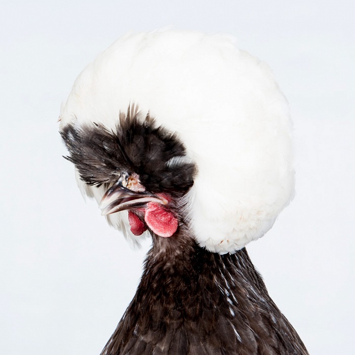 Dalla serie Chickens di Emanuela Colombo, vincitrice della Menzione d’onore Premio Umbria Photo Fest 2015