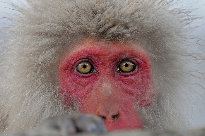 Macaco giapponese, 2011. © Simone Sbaraglia.