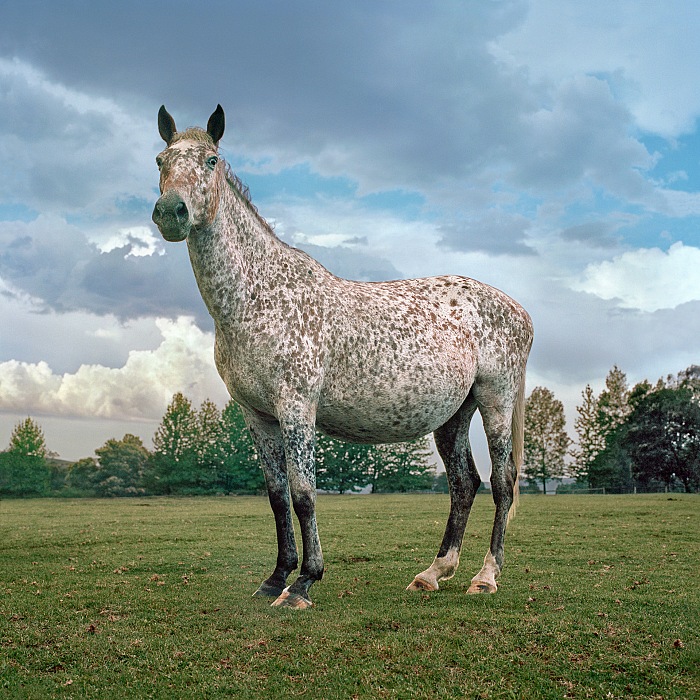Daniel Naudé, Appaloosa horse in foa. Curry’s Post, KwaZulu-Natal, 23 October 2009, 2009. C-print 110x110 cm. © the artist