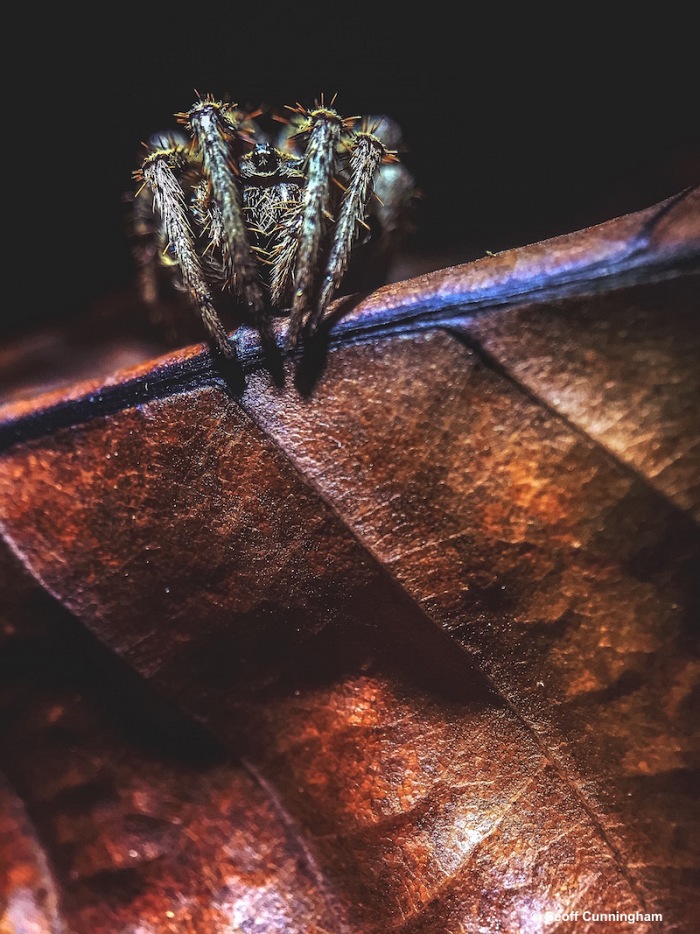 Geoff Cunningham (USA), Leaf creeper. © Geoff Cunningham