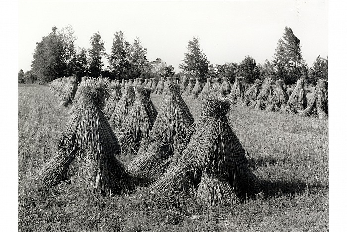 Gianenrico Vendramin, Nei campi, dalla mostra I segni della vita contadina. © Gianenrico Vendramin.