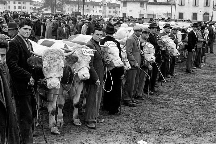 Italo Michieli, Mostra mercato di bovini, anni 50-60, dalla mostra Segni di Vita Contadina. © Italo Michieli.