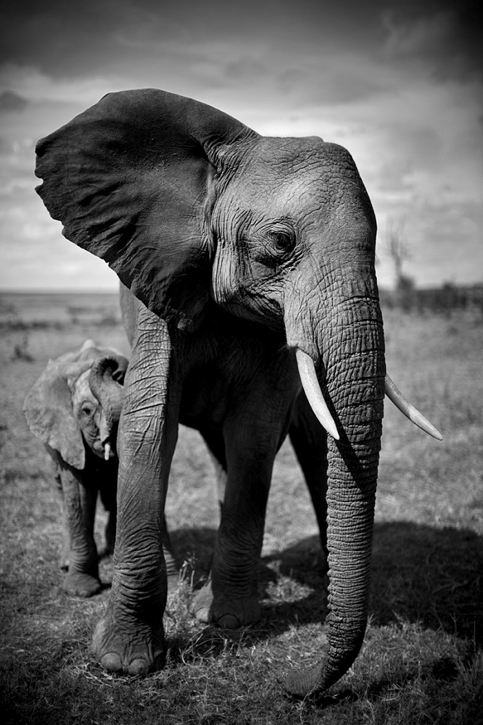 Christian Cravo, Elephant and Calf, Kenya 2011. © Christian Cravo