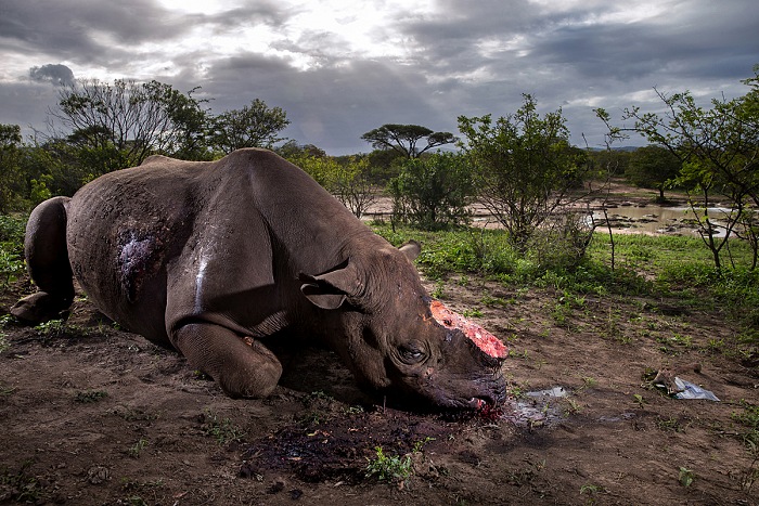 Brent Stirton, Le cadavre d’un rhinocéros noir, retrouvé mort dans la réserve de Hluhluwe-Umfolozi, en Afrique du Sud, moins de 24 heures après avoir été tué par des braconniers. L’enquête et l’autopsie révéleront que l’animal a été tué alors qu’il s’hydratait près d’un point d’eau par un fusil de chasse silencieux et très puissant. Les rhinocéros noirs sont les plus menacés: moins de 3 000 spécimens sont encore en vie. © Brent Stirton / Verbatim