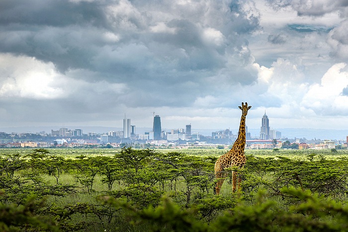 Paras Chandaria, Nairobi, La ville est une jungle. © Paras Chandaria.