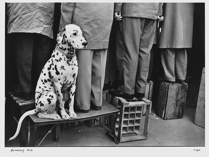 Walter Vogel, Cane dalmata, Düsseldorf, 1956. © Walter Vogel