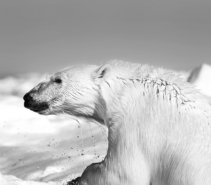 Carsten Egevang, Thule, Groenlandia, 2013. © Carsten Egevang