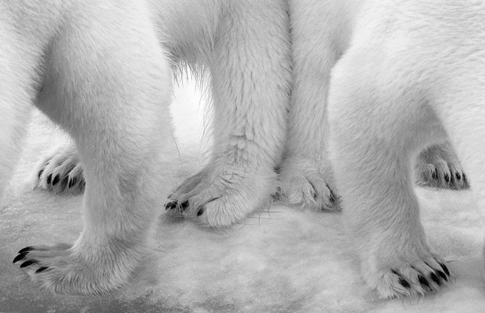 Eilo Elvinger, Polar pas de deux. © Eilo Elvinger - Wildlife Photographer of the Year 2017