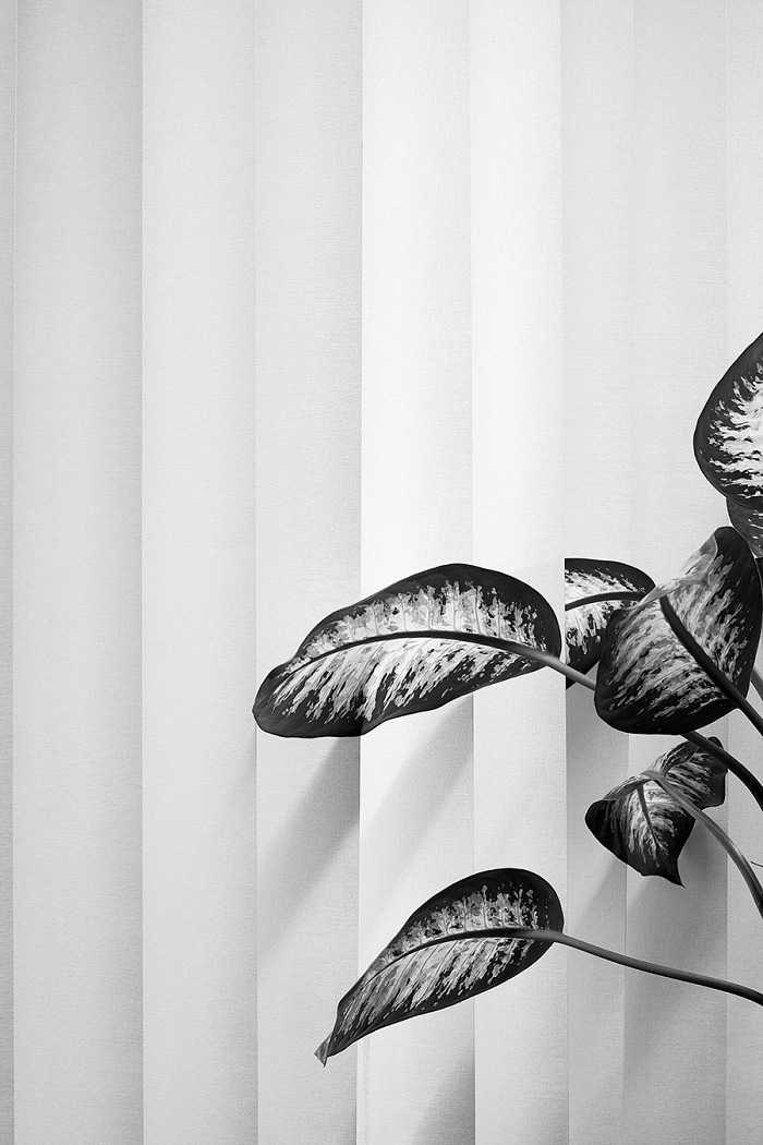 Saskia Groneberg, Untitled. From the series: Büropflanze (office plant), 2012. © Saskia Groneberg, Prix Pictet 2017