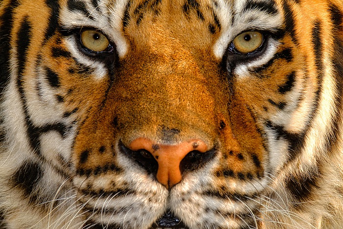 Tigre del Bengala, 2016. © Simone Sbaraglia.