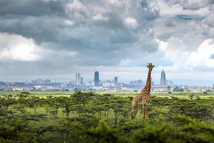 Paras Chandaria, Nairobi, La ville est une jungle.  Paras Chandaria.