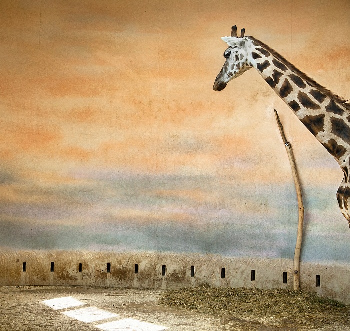 Éric Pillot, Girafe et lumière. © Éric Pillot.