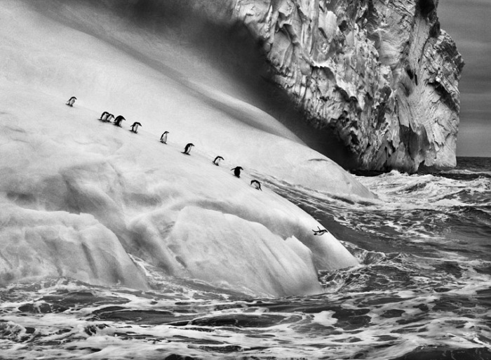 Sebastio Salgado, Isole South Sandwich, 2009.  Sebastio Salgado/Amazonas Images/Contrasto