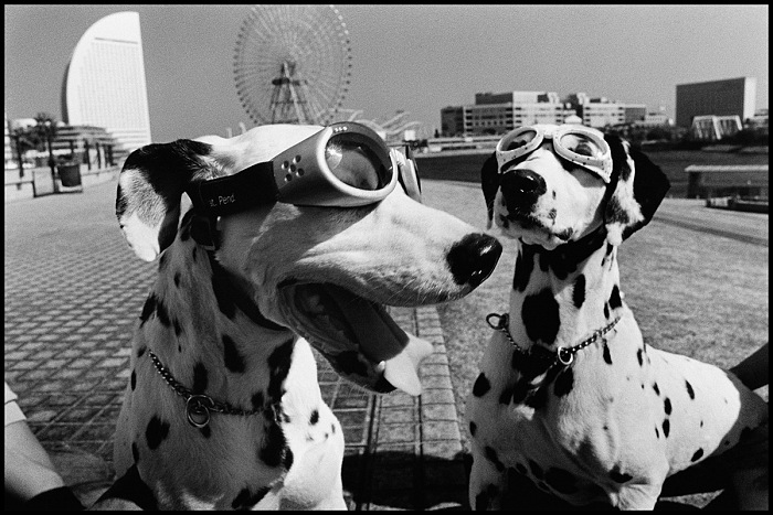 Elliott Erwitt, dalla serie Dogs.  Elliott Erwitt / Magnum Photos